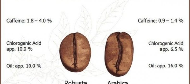 Arabica VS Robusta